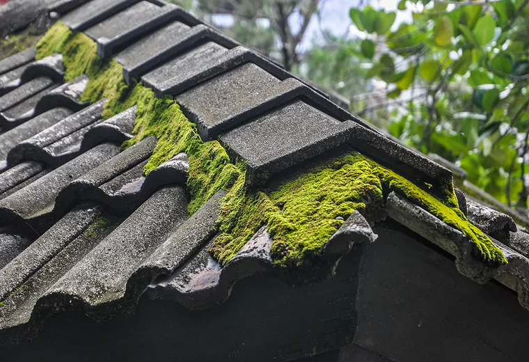 The Algae Invasion: Protecting Your Roof from Unwanted Green Growth