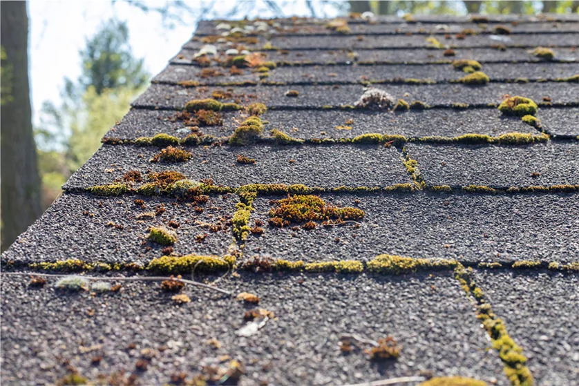 examples of roof algae