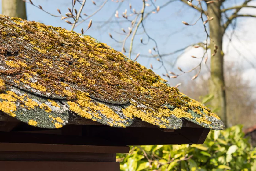 example of roof with lichen