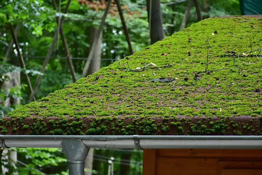 example of roof with moss